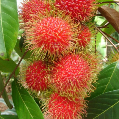 Rambutan Exotic Fruit Plant