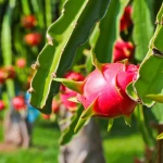 Dragon Fruit Plant - Red