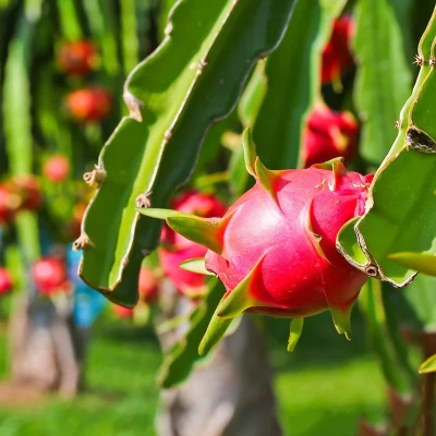 Dragon Fruit Plant - Red