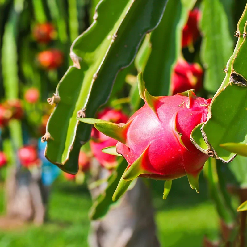 Dragon Fruit Plant - Red