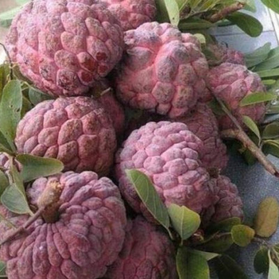 Custard Apple Red
