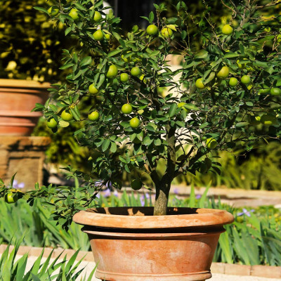 Kolkati Lemon Plant