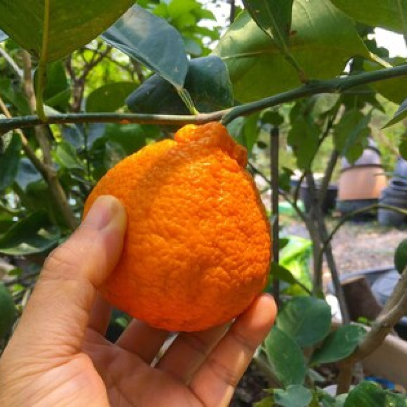Dekopon Japenese Orange Plant