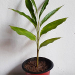 Green Cardamom(हरी इलाइची)