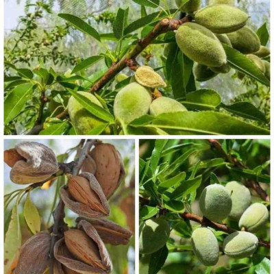 Hot Climate Almond Variety (Gulbandi)