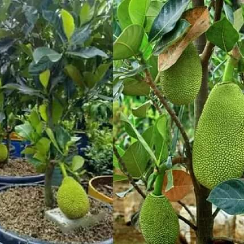 Super Early Jackfruit Dwarf