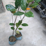 Super Early Jackfruit Dwarf