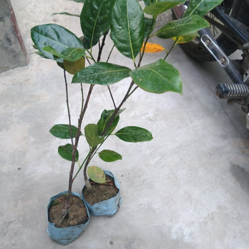 Super Early Jackfruit Dwarf