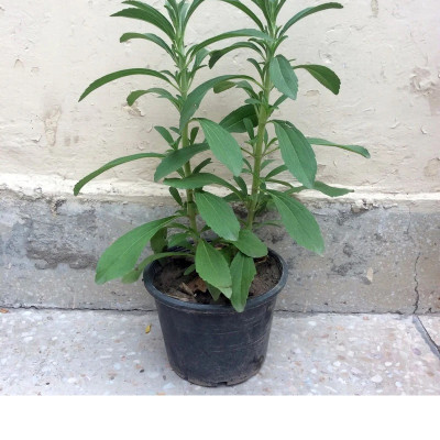 Stevia/Natural Sweetener - Herbs &amp; Kitchen Plants