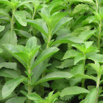 Stevia/Natural Sweetener - Herbs &amp; Kitchen Plants
