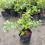 Red Hybrid Jaboticaba