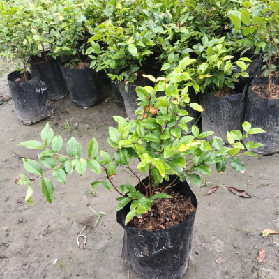 Red Hybrid Jaboticaba