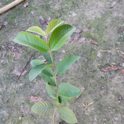 Pink Taiwan Guava