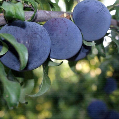 BLACK AMBER PLUM PLANT