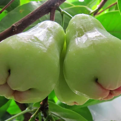 Hybrid Water Apple Plant - Bali Chamba