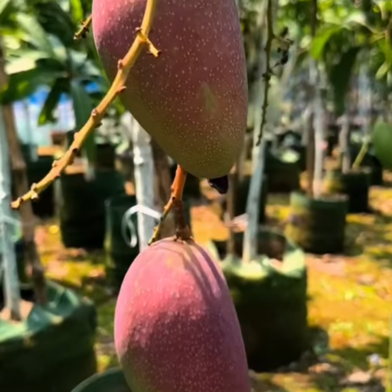 King of Chakapat Mango