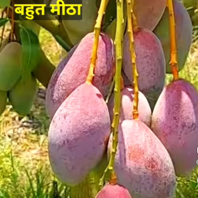 Bari 13 mango plant