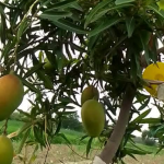 Swarnrekha mango