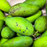 Thailand kaccha Mango