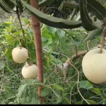 Jambura Mango