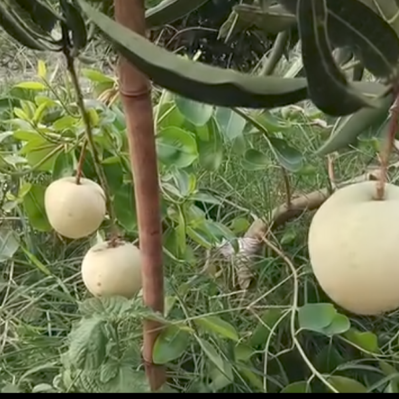 Jambura Mango