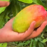 Surkha Berma Mango