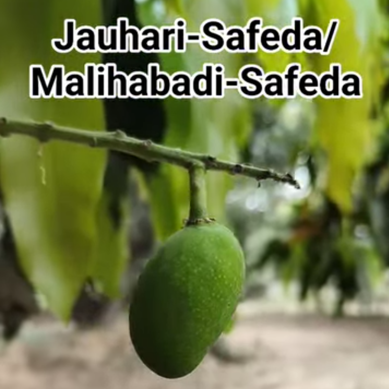 Malihabadi Safeda