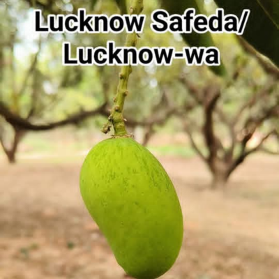 Lucknow Safeda