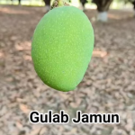 Gulab Jamun Mango