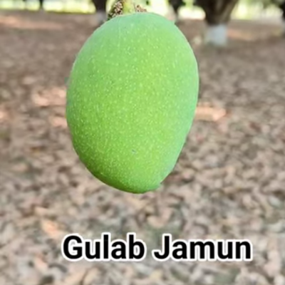 Gulab Jamun Mango