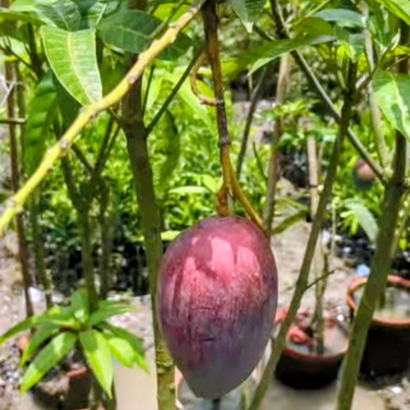BN 7 Mango