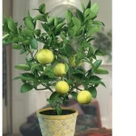 Seedless Baramsi Lemon Plant