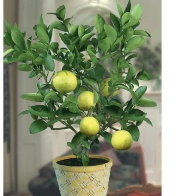 Seedless Baramsi Lemon Plant