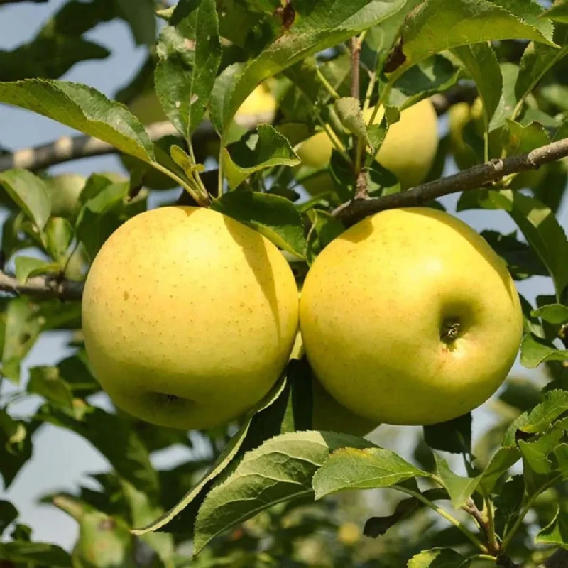 Golden Dorset - Hot Climate Apple Variety