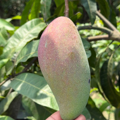 Xi Eleven Mango (Chinese Variety)