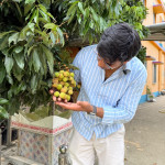 Bombay Litchi (Hot Climate)