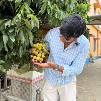 Bombay Litchi (Hot Climate)