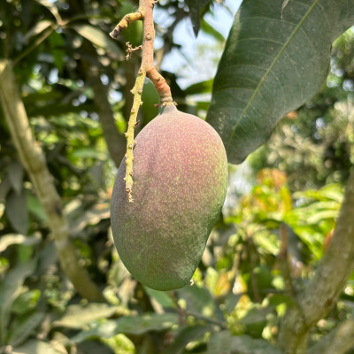 Tommy Atkins Mango