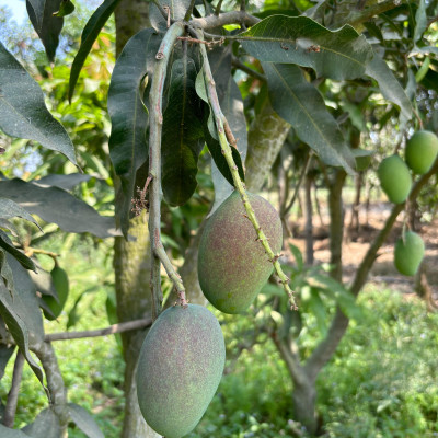 Tommy Atkins Mango