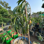 Chilli Mango Live Plant
