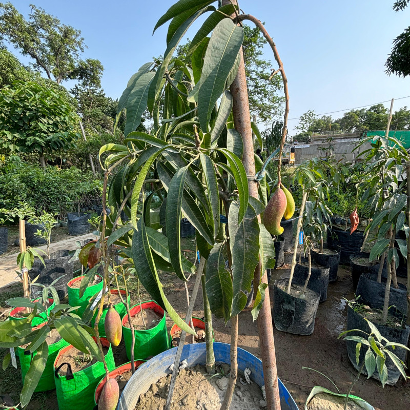 Chilli Mango Live Plant