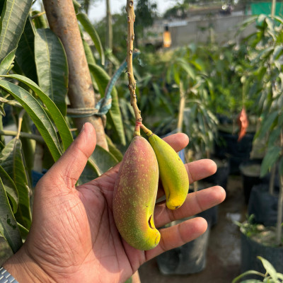 Chilli Mango Live Plant